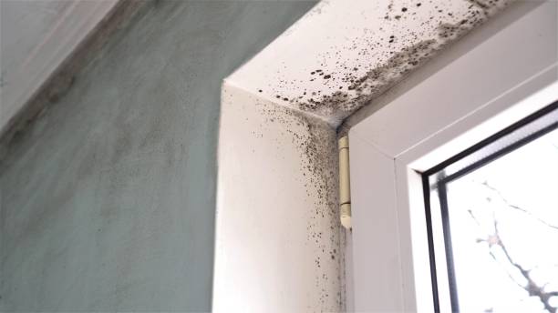 Best Attic Mold Removal  in Barbourville, KY